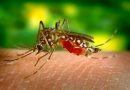 Mosquito-borne diseases has threaten World
